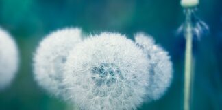 Czy leki moczopędne uszkadzają nerki?