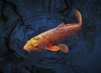 O jakiej porze bierze karp?