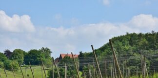 Jak obliczyć sztangi?