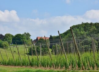 Jak obliczyć sztangi?