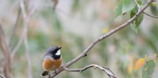 Jak działa gwizdek?