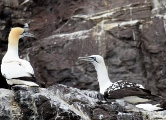 Jakie wygodne gripy?