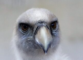 Jakie są rodzaje gryfów?