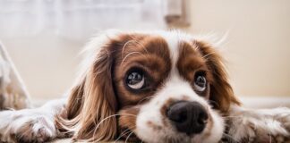 Jak nauczyć psa komendy spokój?