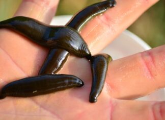 Jakie haczyki do danej przynęty?