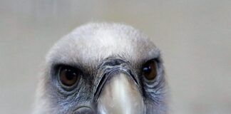 Jaki gryf do hantli?