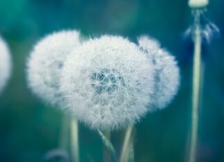 Jakie soki są moczopędne?