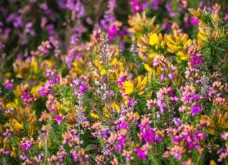 Czy Brita jest zdrowa?