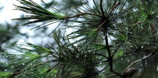 Jaki bagażnik na hak na 4 rowery?