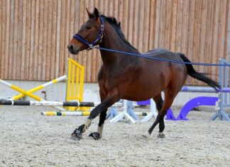 Ile kosztują getry piłkarskie?