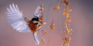 Co lepsze pierze czy pióra?