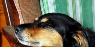 Dlaczego Szynszylowi wypada futerko?