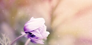 Jakimi kwiatami udekorować tort?