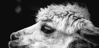 Komu pasuje alpaka? Komu pasuje alpaka?