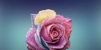 Czym różni się gąbka florystyczna mokra od suchej?