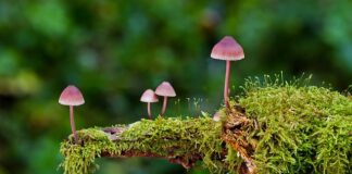 Jaki klej do gąbki florystycznej?